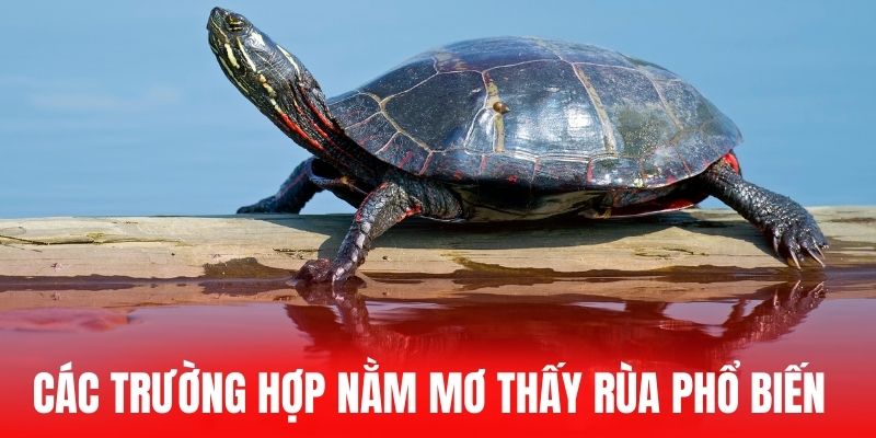 Các trường hợp nằm mơ thấy rùa phổ biến