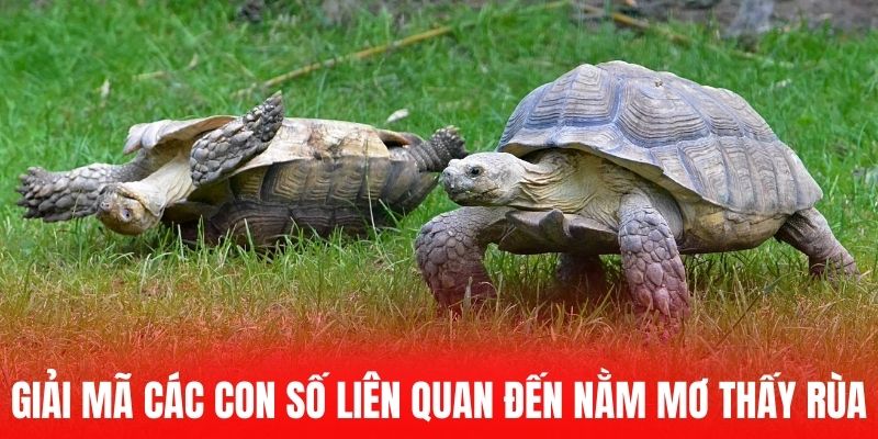 Giải mã các con số liên quan đến nằm mơ thấy rùa