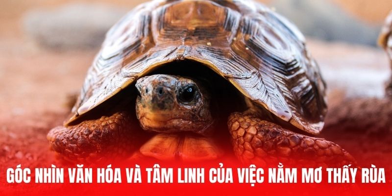 Góc nhìn văn hóa và tâm linh của việc nằm mơ thấy rùa