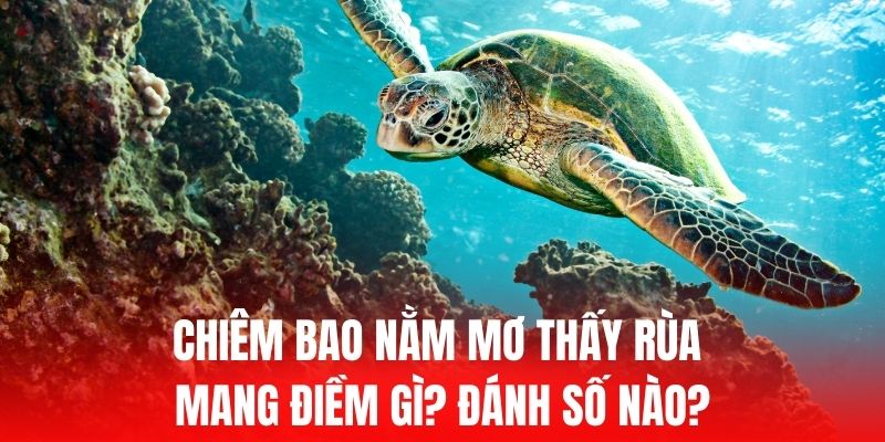 nằm mơ thấy rùa
